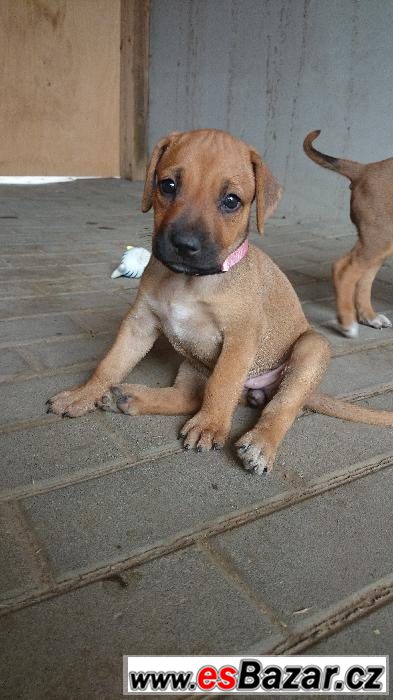 Rhodéského Ridgebacka Rhodéského Ridgebacka
