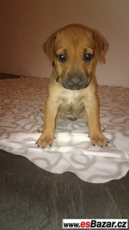 Rhodéského Ridgebacka Rhodéského Ridgebacka