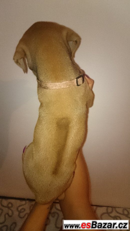 Rhodéského Ridgebacka Rhodéského Ridgebacka