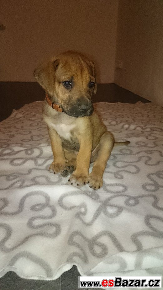 Rhodéského Ridgebacka Rhodéského Ridgebacka