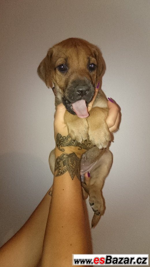 Rhodéského Ridgebacka Rhodéského Ridgebacka
