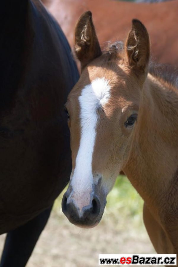 Paint Horse