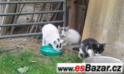 Věnuji koťátko do dobrých rukou.