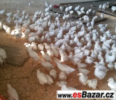 farmářští brojleři