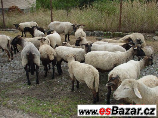 Letošní ovečky a beránky