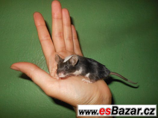 Saténové a barevné myšky zvyklé na ruku