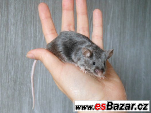 Saténové myšky zvyklé na ruku