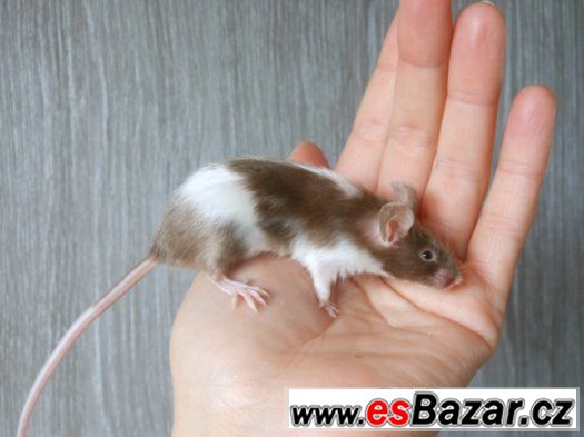 Saténové myšky zvyklé na ruku