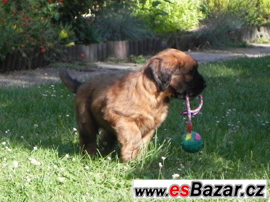 briard-plavy-stenata