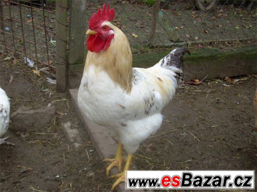 Kohoti Kohoti