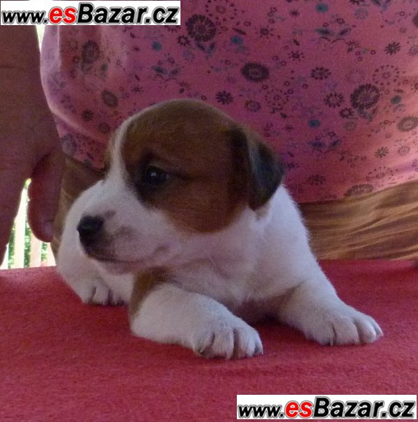 Jack Russell Terrier