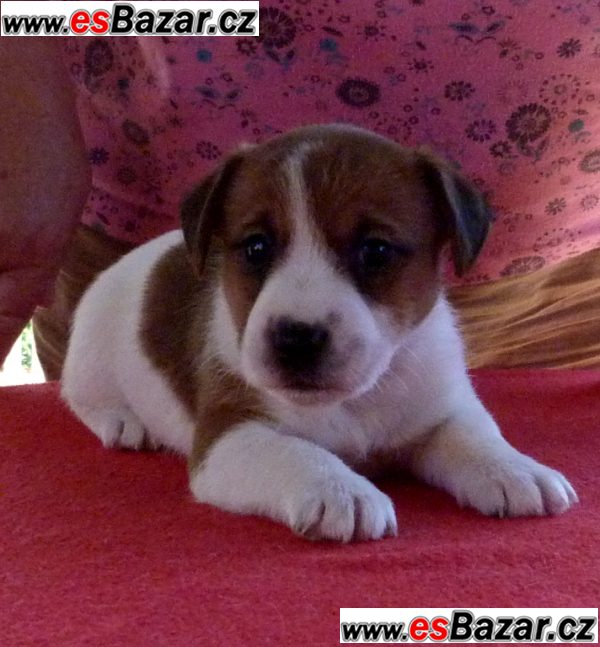 Jack Russell Terrier