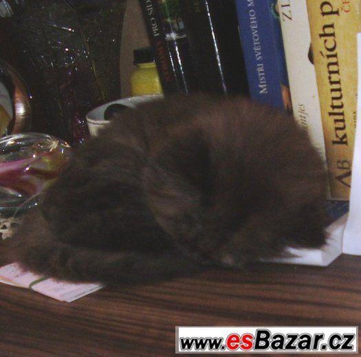 Perská kočička černá