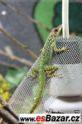 Anolis