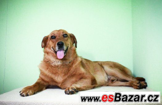 ♥ Scooby - Zlatý retrívr x labrador přátelský pes ♥