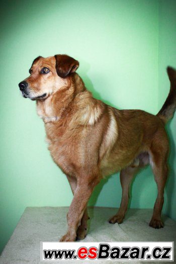 ♥ Scooby - Zlatý retrívr x labrador přátelský pes ♥ ♥ Scooby - Zlatý retrívr x labrador přátelský pes ♥