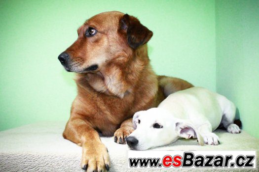 ♥ Scooby - Zlatý retrívr x labrador přátelský pes ♥ ♥ Scooby - Zlatý retrívr x labrador přátelský pes ♥