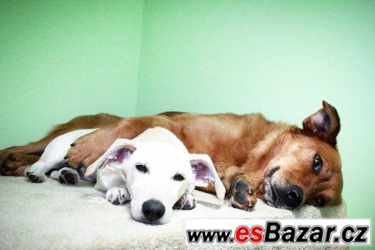 ♥ Scooby - Zlatý retrívr x labrador přátelský pes ♥ ♥ Scooby - Zlatý retrívr x labrador přátelský pes ♥