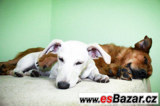 ♥ Scooby - Zlatý retrívr x labrador přátelský pes ♥ ♥ Scooby - Zlatý retrívr x labrador přátelský pes ♥