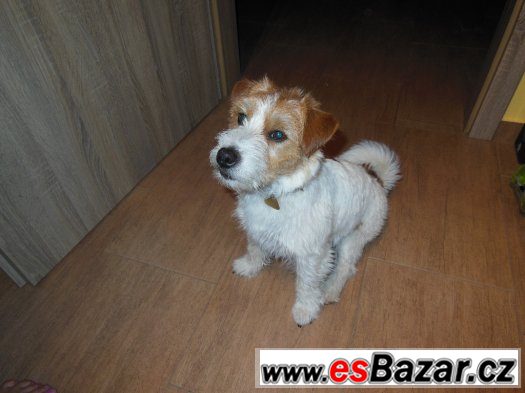 jack-russel-terier-cistokrevny-s-doklady