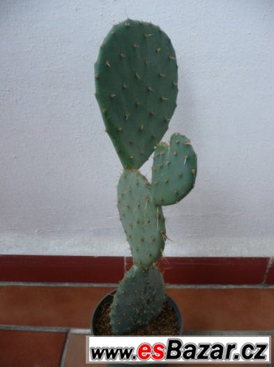 Mrazuvzdorné opuncie a velké Euphorbia trigona