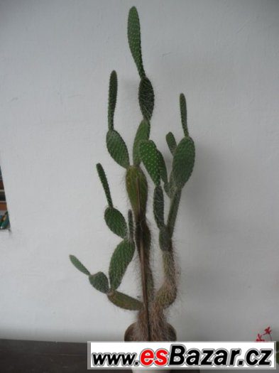 Mrazuvzdorné opuncie a velké Euphorbia trigona