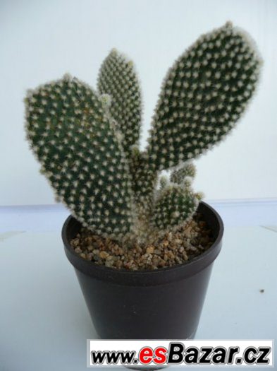 Mrazuvzdorné opuncie a velké Euphorbia trigona