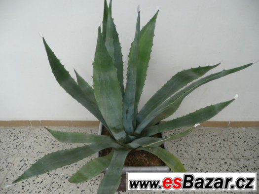 Agave americana