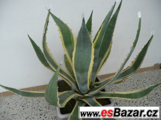 Agave americana