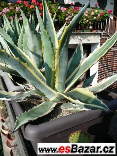 Agave americana