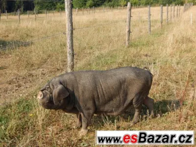 Prodám prasnici prasete přikukleného