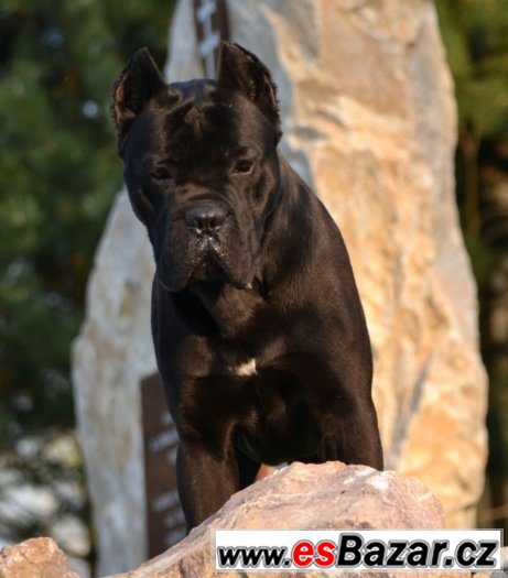 Cane corso