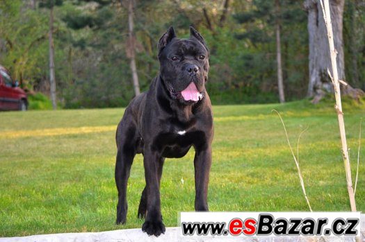 Cane corso