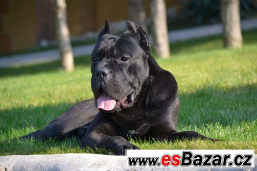 Cane corso