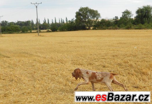 Prodám štěňata Italského ohaře