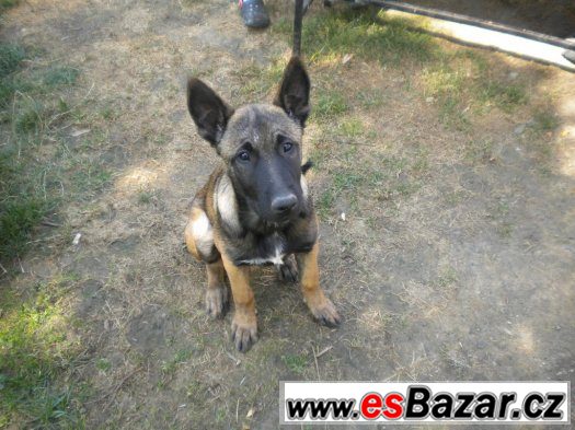 Belgický ovčák Malinois