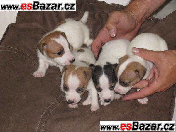 JACK RUSSELL TERRIER