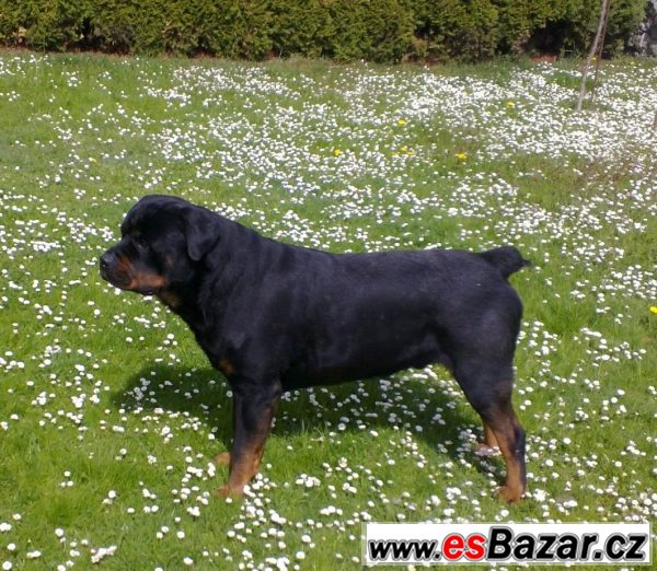 Štěňata Rotvajlera, Rottweilera