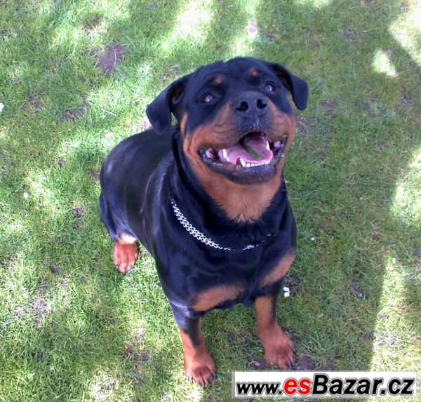 Štěňata Rotvajlera, Rottweilera