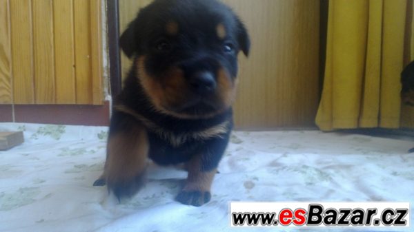 Štěňata Rotvajlera, Rottweilera