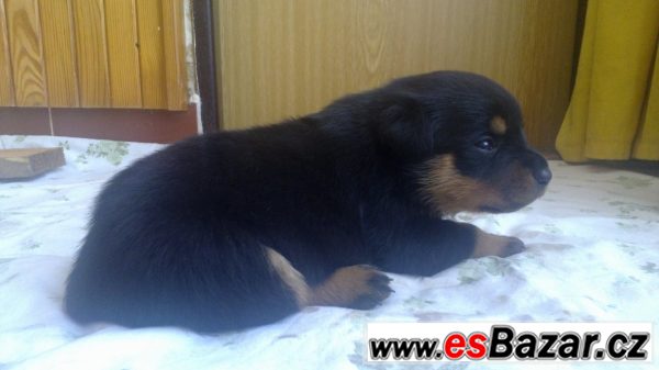 Štěňata Rotvajlera, Rottweilera