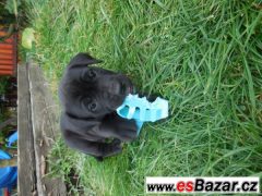 Kříženci labradora a staforda