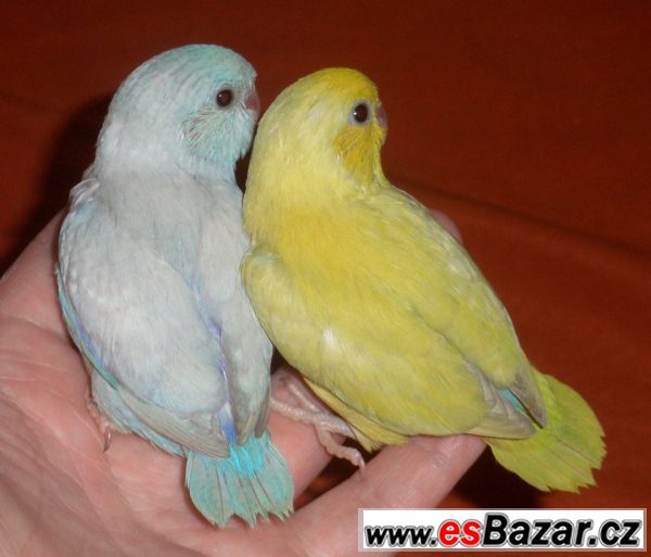 Papoušíček Šedokřídlý-Brýlatý 