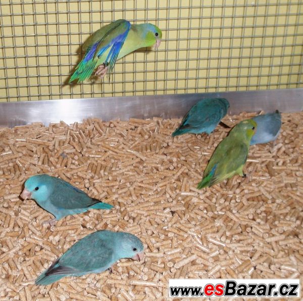 Papoušíček Šedokřídlý-Brýlatý 