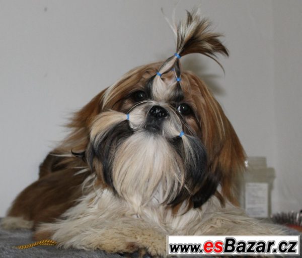 Pejsek shih-tzu s PP (shi-tzu) Pejsek shih-tzu s PP (shi-tzu)