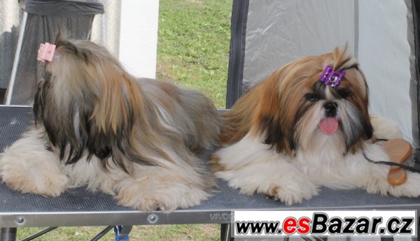 Pejsek shih-tzu s PP (shi-tzu) Pejsek shih-tzu s PP (shi-tzu)