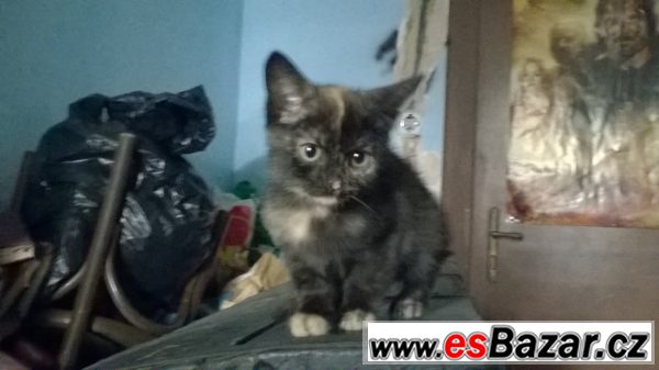 Kdo se nás ujme? Kdo se nás ujme?