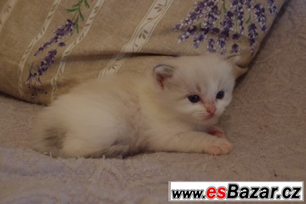 ragdoll-kotatka-bez-pp-kocourek