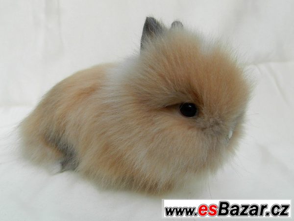 Teddy králík, králíček Teddy králík, králíček