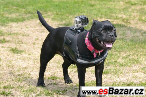 Prodám postroj na psa pro GoPro 